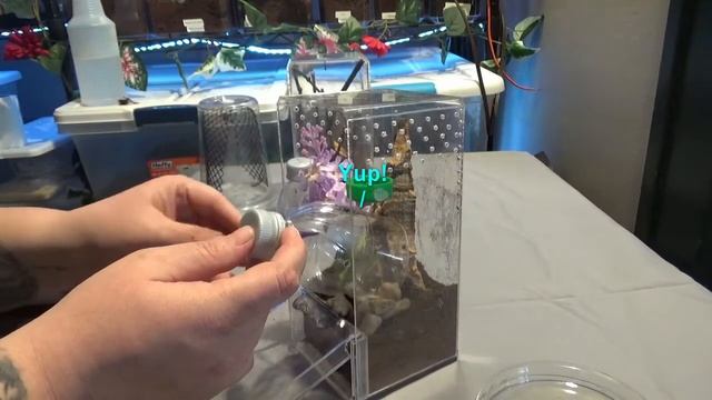 Transferring my Black Widow Spider - Beginners Burrow смотреть онлайн