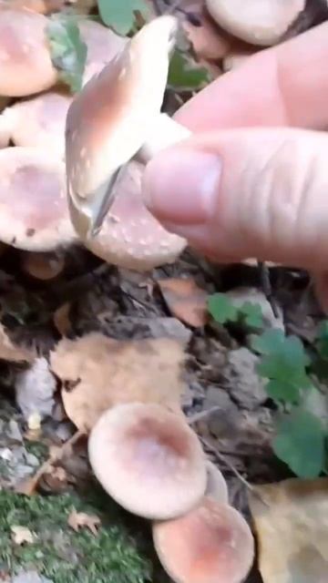 🌳Опёнок кирпично-красный.🍁Как готовить,знают не все.