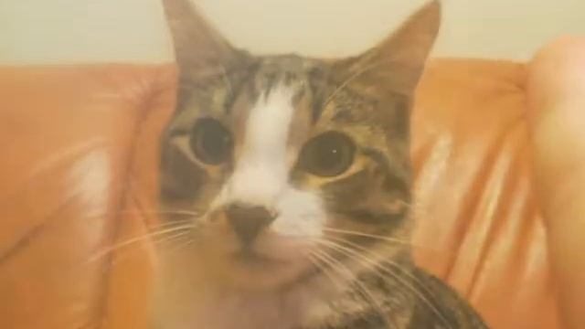Слайд-шоу! Мой КОТИК СЕНЯ!!! смотреть онлайн