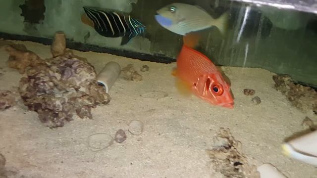 Sabre Squirrelfish $229 - Bali смотреть онлайн