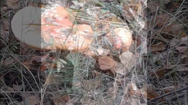 Мое слайд-шоу смотреть онлайн