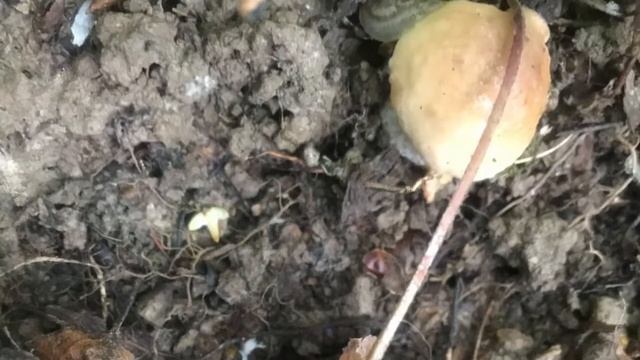 Квадросезон 2019!  Часть 8 - Самая грибная тема, июль и нифига не тепло