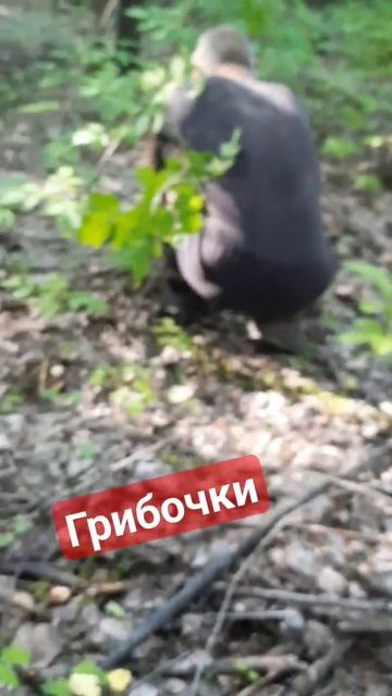 нормально грибов в этом году#подберезовики #подосиновик #грузди #бычки #алтайскийкрай #заринск #