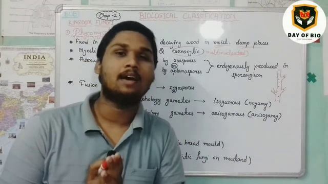 Biological Classification||NCERT CHAP-2||NEET/BOARDS||BAY OF BIO|| Phycomycetes In Detail