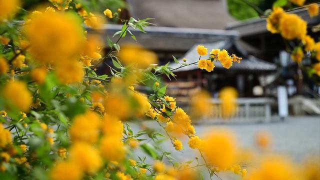 Yamabuki, The flowers of the Kerria japonica at Matsuo Shrine, Kyoto(50-202122) смотреть онлайн