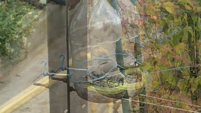 Синицы на кормушке Часть 1 смотреть онлайн