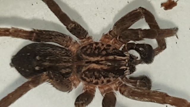 Male Miturgidae spp ( Prowling spider ) grooming. смотреть онлайн