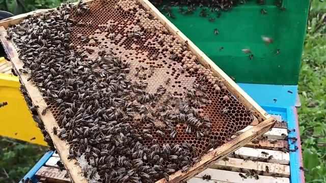 Объединили 2 РОЯ ПЧЁЛ на МЕДОСБОР ! Что получилось ? Как объединить два роя пчёл ! Объединение роёв смотреть онлайн