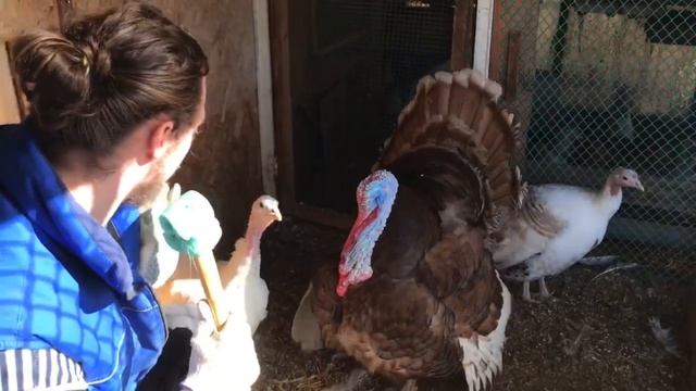 ИТАЛЬЯНСКОЕ КУНГ-ФУ ИЛИ КАК Я ПОБЫВАЛ У СОЛОВЬЁВА В СТУДИИ смотреть онлайн