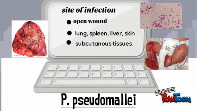 Psedomonas Spp.