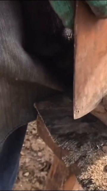 "Strange But True: See How a Farrier Fixes a Donkey's Broken Hoof!" 🤔 смотреть онлайн