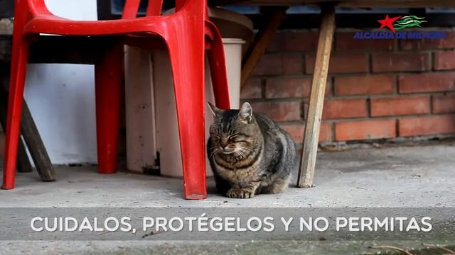 GAD MUNICIPAL DE MILAGRO смотреть онлайн