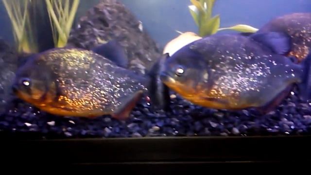 My Aquael Red Bellied Piranha Tank (Watch in 720p HD) смотреть онлайн