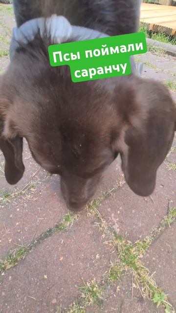 Собаки против саранчи #собаки #nature смотреть онлайн