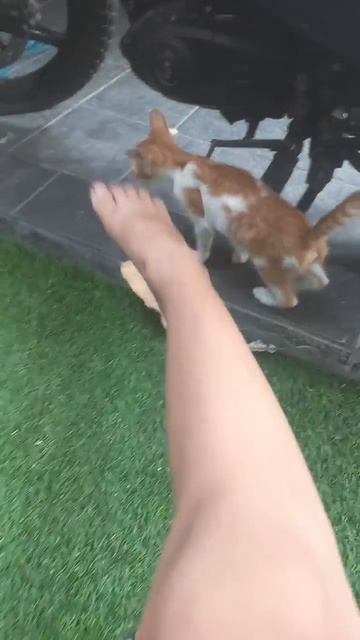 kucing main kaki gua смотреть онлайн
