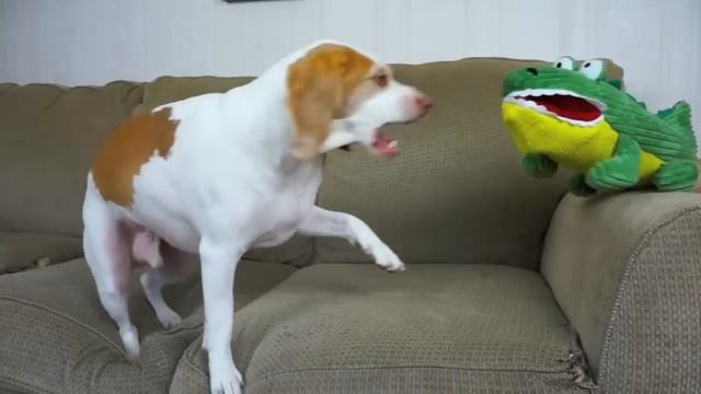 Dog Has Hilarious Reaction to Alligator Puppet: Funny Dog Maymo смотреть онлайн