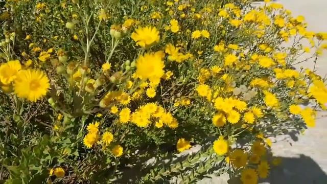 Поэтесса Юлия Бруславская "Одуванчик" смотреть онлайн