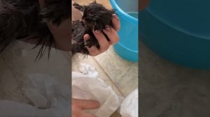 Подобрали потеряшку