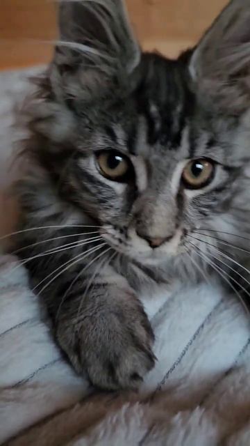 Урчание нашего котёнка Рыси. Мейн-кун, который живёт на Алтае. смотреть онлайн