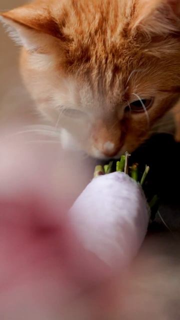 СВАДЕБНЫЙ ВИДЕОГРАФ, Брянск, Москва, Орел, 2024, свадьба 2025, фильм, коты, котики, кошки, рыжие смотреть онлайн