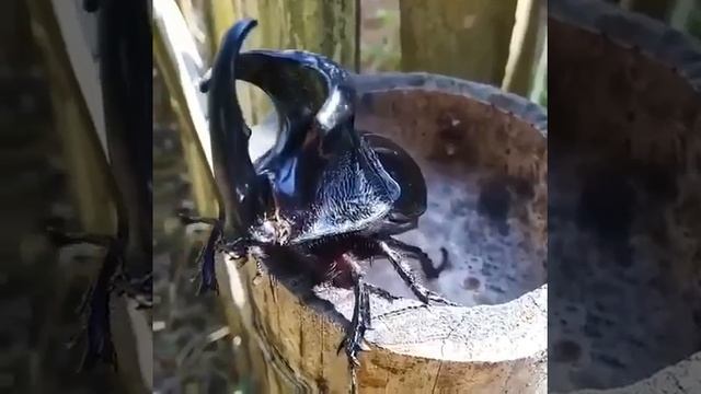 rhinoceros bettle смотреть онлайн