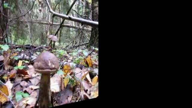 ProShow Slideshow495 ЛЁША ДЕРЖИ МОЙ ОТВЕТ смотреть онлайн