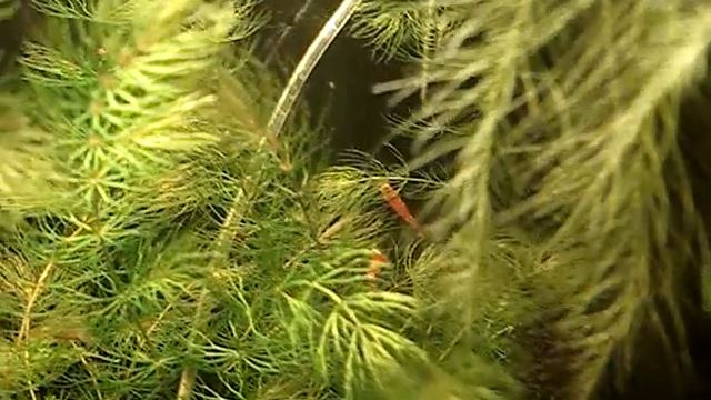 linka смотреть онлайн