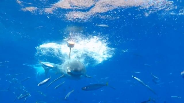 Great White Shark attacks diver's cage смотреть онлайн