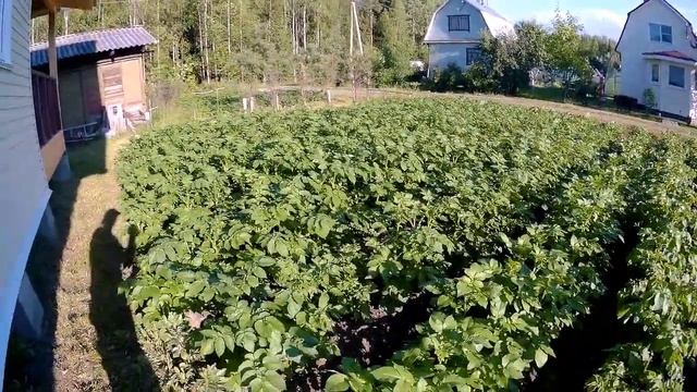 Самый лучший способ выращивания картофеля смотреть онлайн
