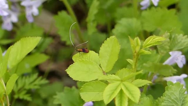 Nemophora Fairy Longhorn Moth Takeoff クロハネシロヒゲナガ♂（蛾）の飛び立ち смотреть онлайн