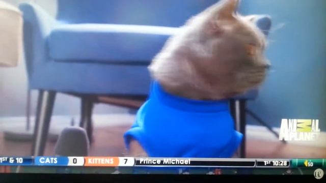 Футбол Кота Майка смотреть онлайн