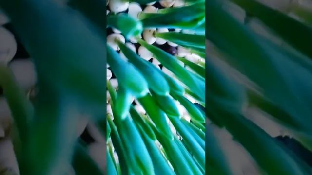 обзор тюльпанов смотреть онлайн