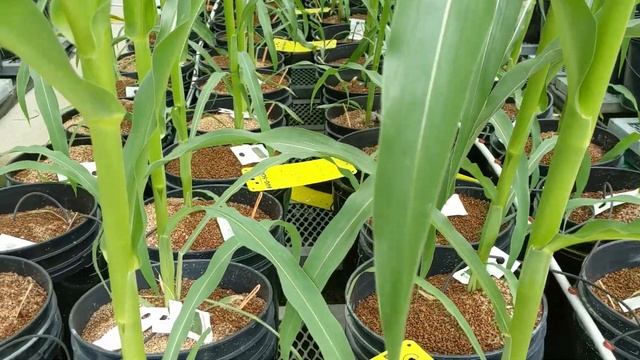 Michelle Thompson - Gibberella Ear Rot of Corn: the trouble with toxins смотреть онлайн