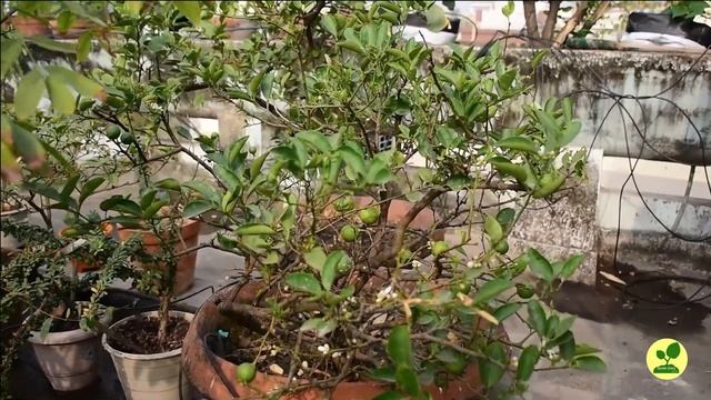How, Why and When to Use Trichoderma Viridie in Home Garden - Detailed information. смотреть онлайн