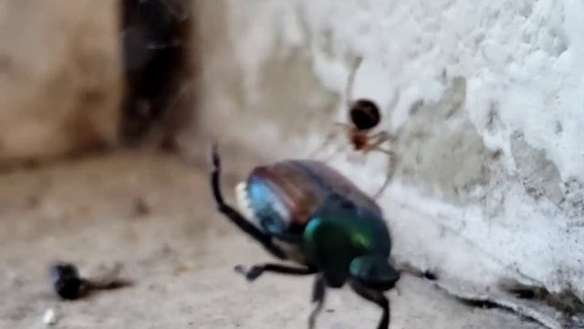 triangulate cobweb spider VS garden chafer смотреть онлайн