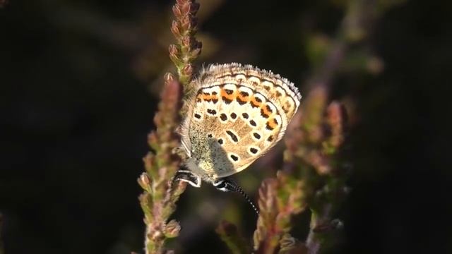 Silver studded Blue Butterfly смотреть онлайн