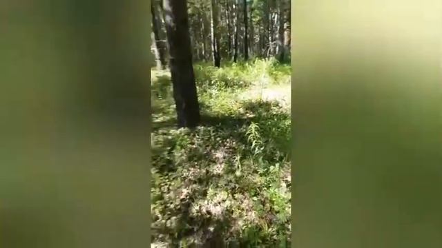 поездка в лес за грибами