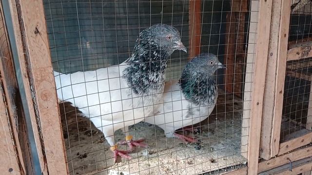 01. Birds At The Itwar Bazar Islamabad, Pakistan / Птичий рынок  воскресный базар Исламабад Пакиста