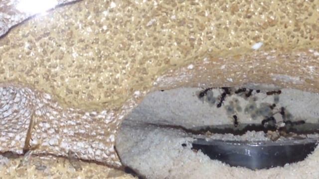 3 Ant Colony Update (Messor, Lasius, tetramorium) After first season of egg laying смотреть онлайн