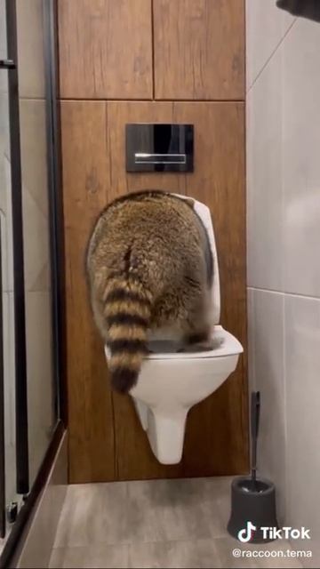 В следующий раз зайду, а Тёма душ принимает😂 А ваши питомцы так умеют?) #енот #raccoon #втренды смотреть онлайн