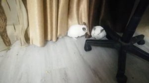 звуки шиншилл