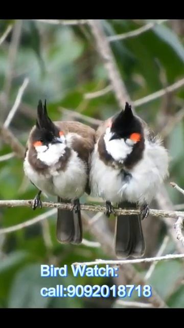 Birds of Kodaikanal For Kodai Bird Watching Cal 90920187181 #shorts смотреть онлайн
