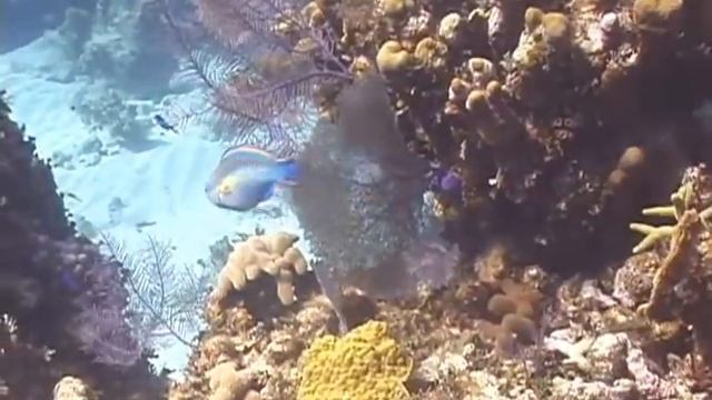 Diving Cayman Brac 2016 смотреть онлайн