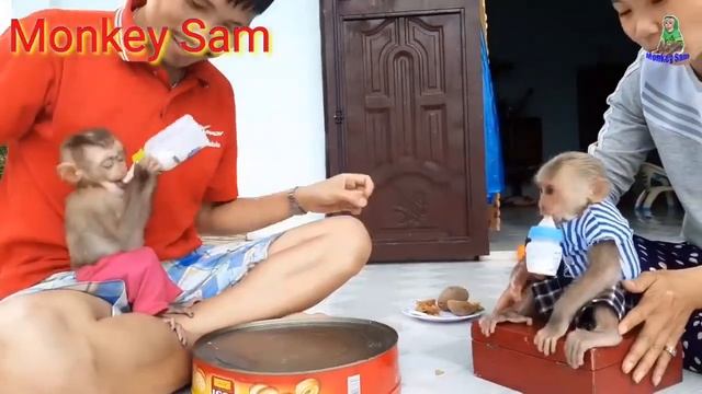 Baby Monkey | Baby Monkey Sam & Abu Happily Drinking Milk Together