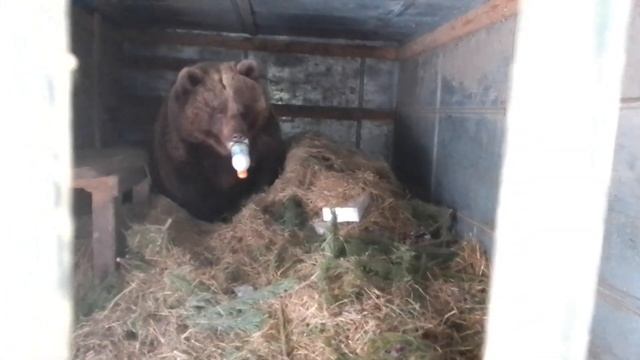 25.12.22. с рождеством. #утреннееутро #красоткасохо #Машахулиганяшапросыпаша. #кормимхолимлелеем смотреть онлайн