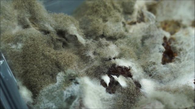 Isolating Rhizopus Mycelium For Observation