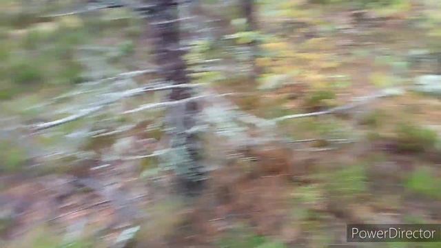 Собираем 🍄🍄🍄Козлят смотреть онлайн