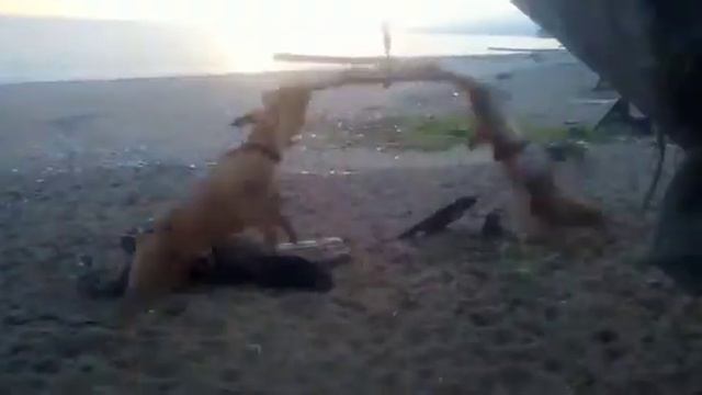 Шёл тридцатый день карантина... смотреть онлайн