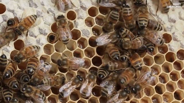 How Do Queen Bees Hatch? смотреть онлайн