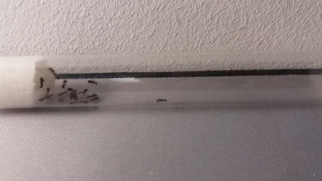 PIERWSZE KROKI KOLONII LASIUS FULIGINOSUS 🐜🐜🐜 смотреть онлайн